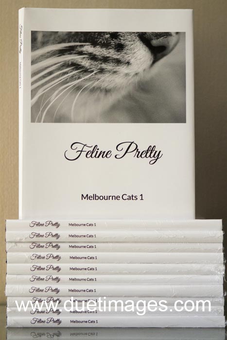 cat Photography Melbourne